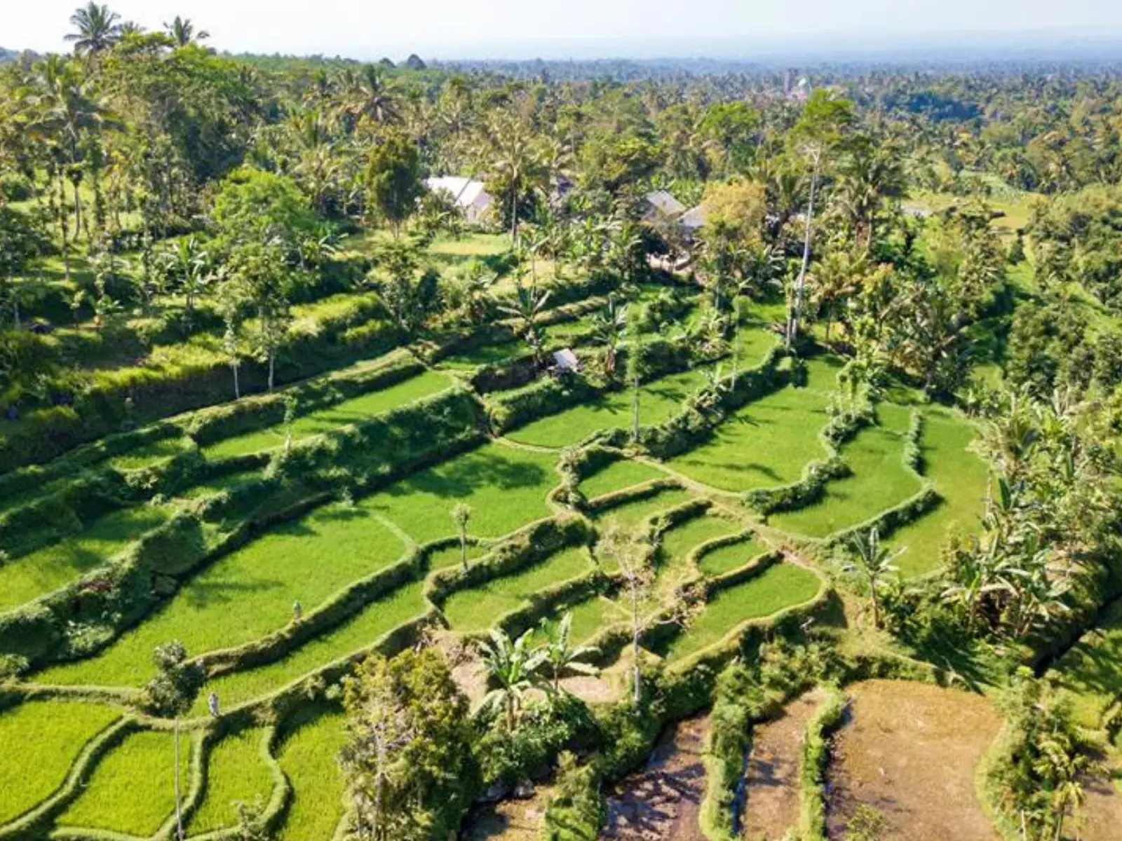 tetebatu rice fields in lombok