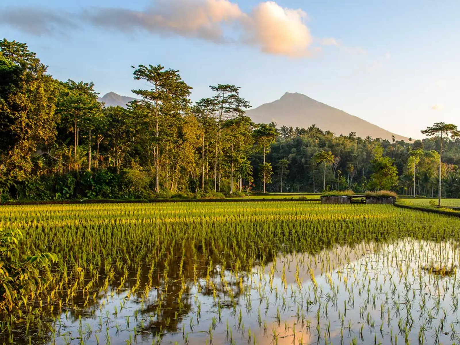 Scenic rice fields in Tetebatu, Lombok, with a stunning view of Mount Rinjani in the background during golden hour.